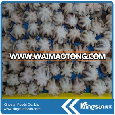 Good quality Frozen Baby Octopus for sale (Octopus Ocellated)