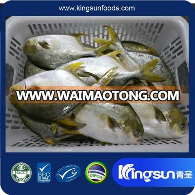 2017 New Arrival Frozen Golden Pomfret Fish(Trachinotus blochii) with Good price