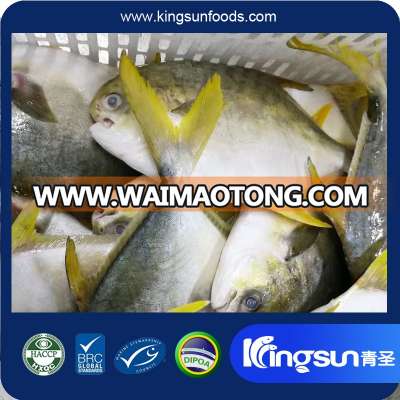 Frozen 100%N.W. Golden Pomfret Fish(Trachinotus blochii) with Good price