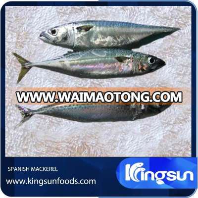 Grade A Frozen Seafood Spanish Mackerel W/R Scomberomorus Niphonius