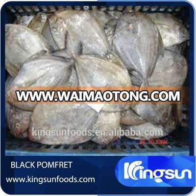 Pomfret fish