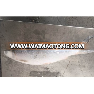 whole round Frozen milk fish