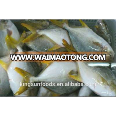 Grade A Frozen Golden Pompano/Golden Pomfret