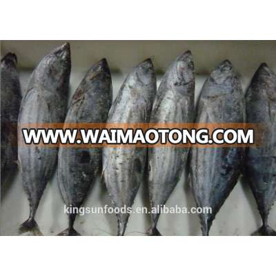 W/R Fish Frozen seafood skipjack tuna fish