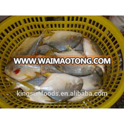 wholesale seafood Frozen Golden Pompano/Golden Pomfret