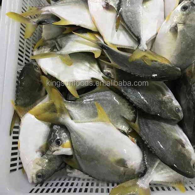 Good Price Seafood Pomfret Frozen Golden Pomfret Whole Round Pompano