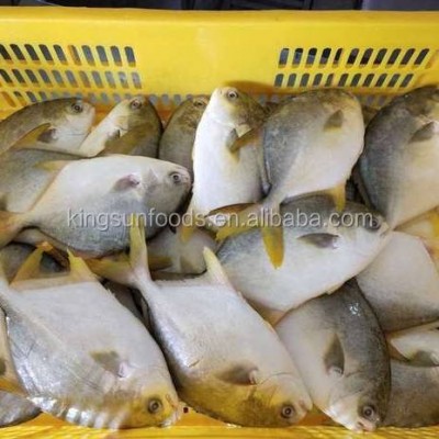 Food & Beverage Seafood Pomfret Frozen Golden Pomfret Whole Round Pompano