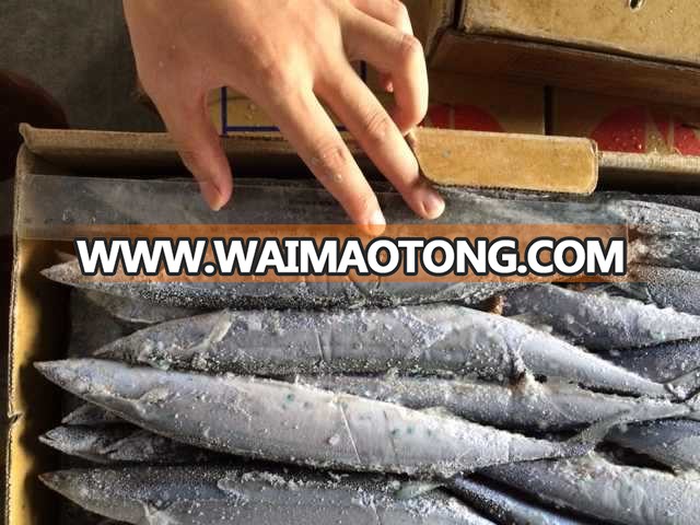 Frozen Pacific Saury